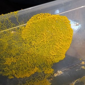 Set of 3 Mongolian yellow blob sclerotia (arigiin)