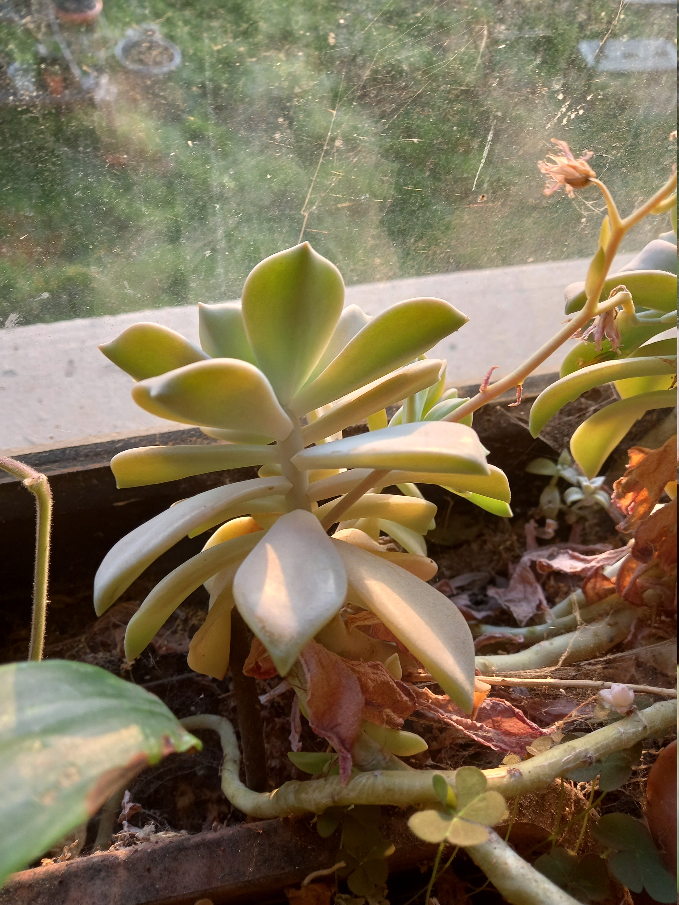 Graptopetalum Paraguayense