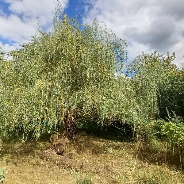 Lots de 11 boutures de saule pleureur