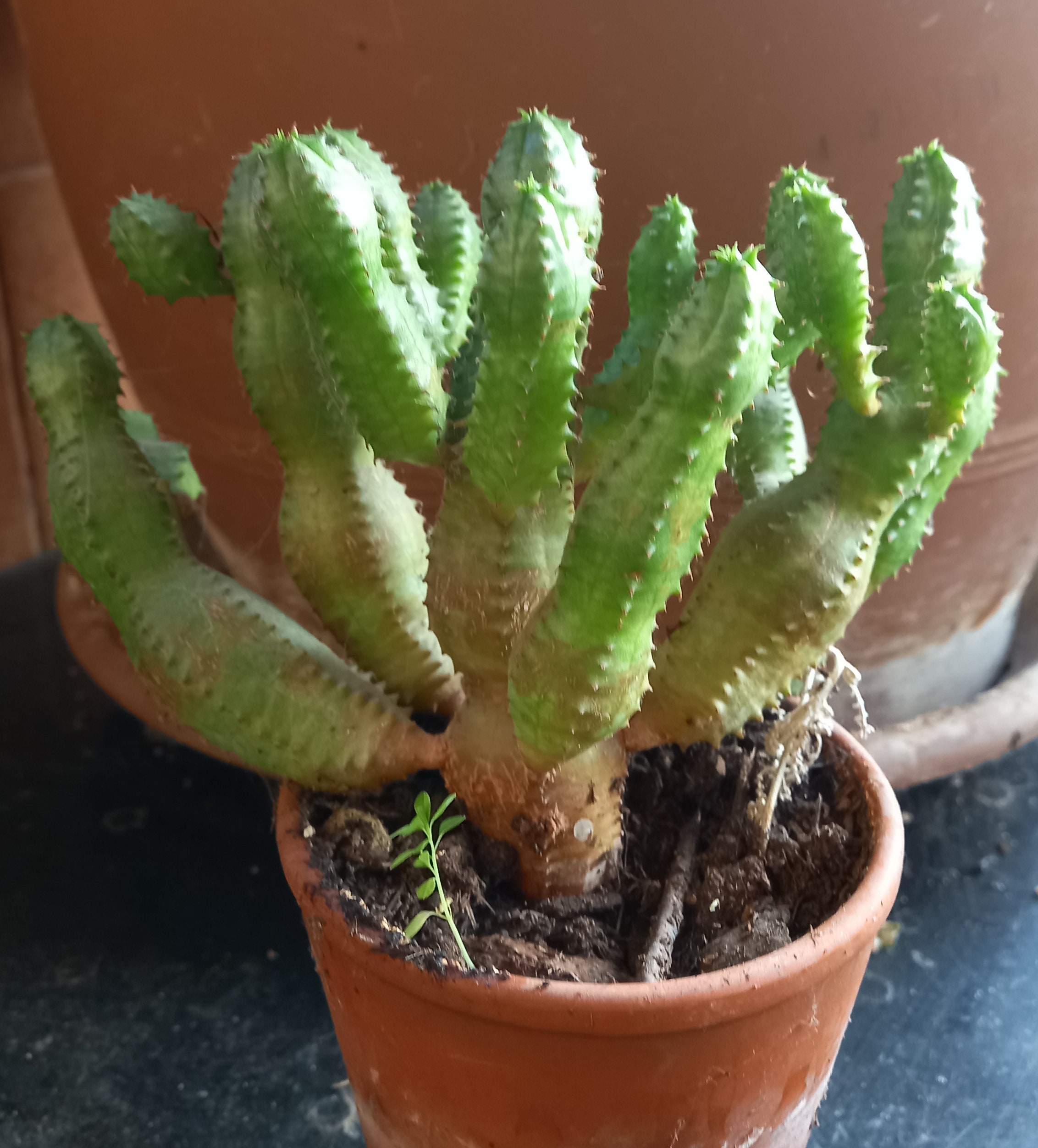 Fermer Vert Euphorbia Lactea Cristata Image stock - Image du beau