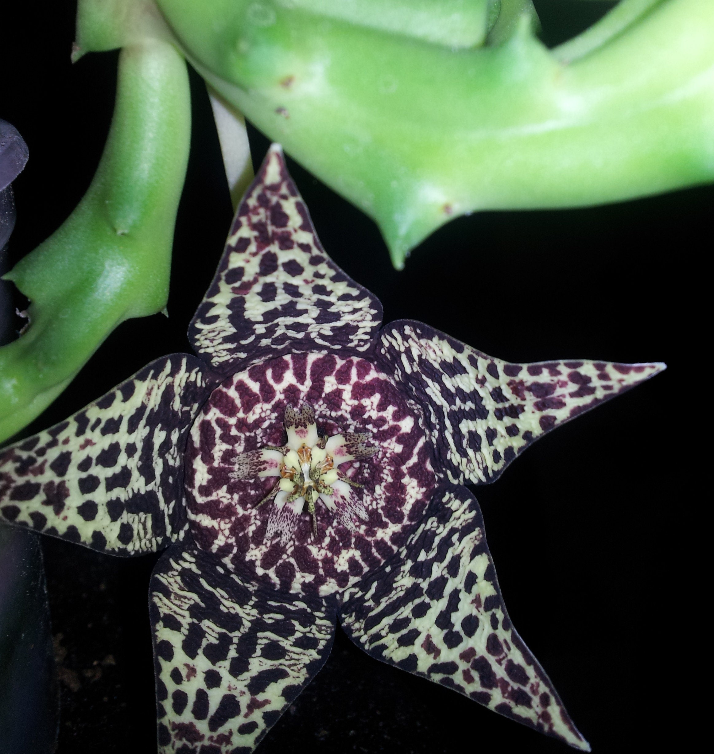 Orbea Variegata | Cactus Etoile de Mer