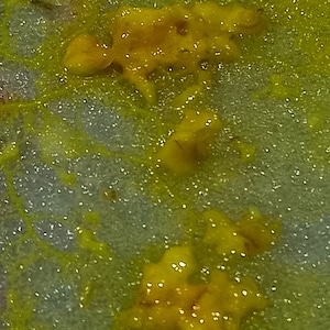 Op de afbeelding: Close-up van een wit oppervlak met gele en oranje vlekken. De vlekken zijn onregelmatig van vorm en lijken te zijn gemaakt van een viskeuze vloeistof.