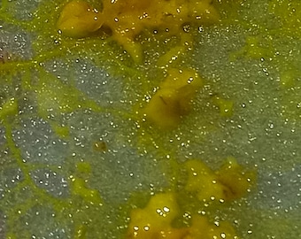 Kit Blob - Kit Blob vivant - Kit de culture et d'élevage BLOB (Physarum  polycephalum) - 2 Sclérotes (SOUCHE CHARLY) - Kit Blob vivant avec GUIDE -  Kit achat Blob - Blob
