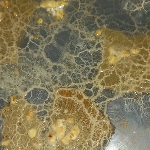 3er-Set White Blob Sclerotia (Didymium)