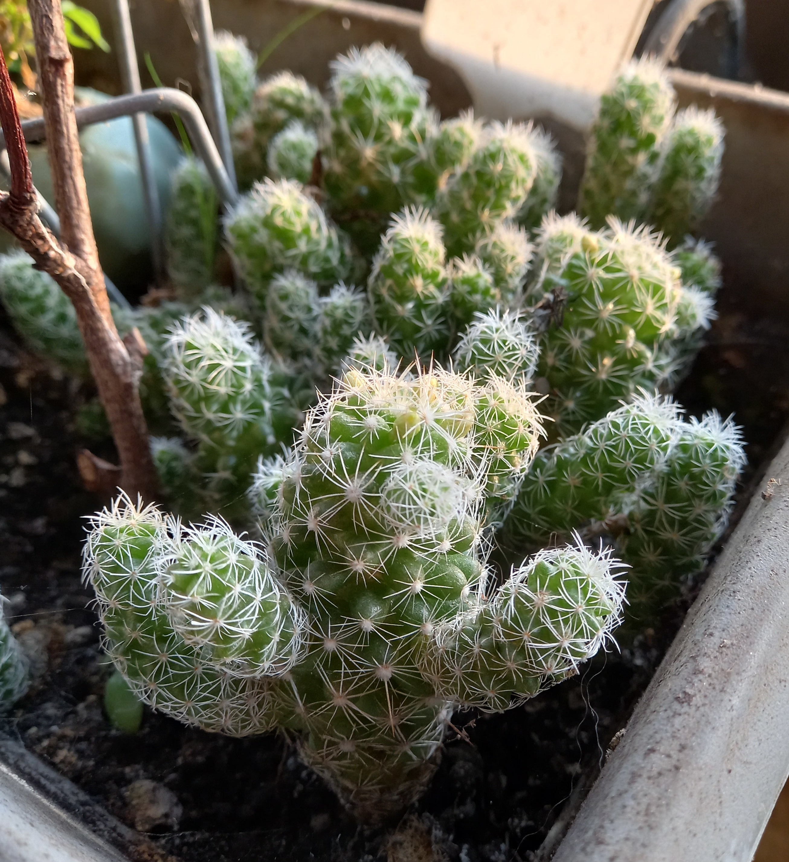 Mammillaria Gracilis