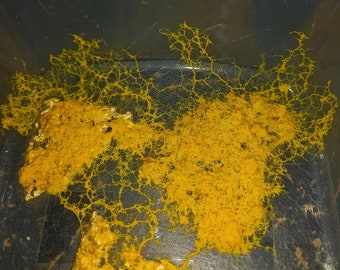 Lot de 3 Sclérotes de blob jaune de France (Grand Est)