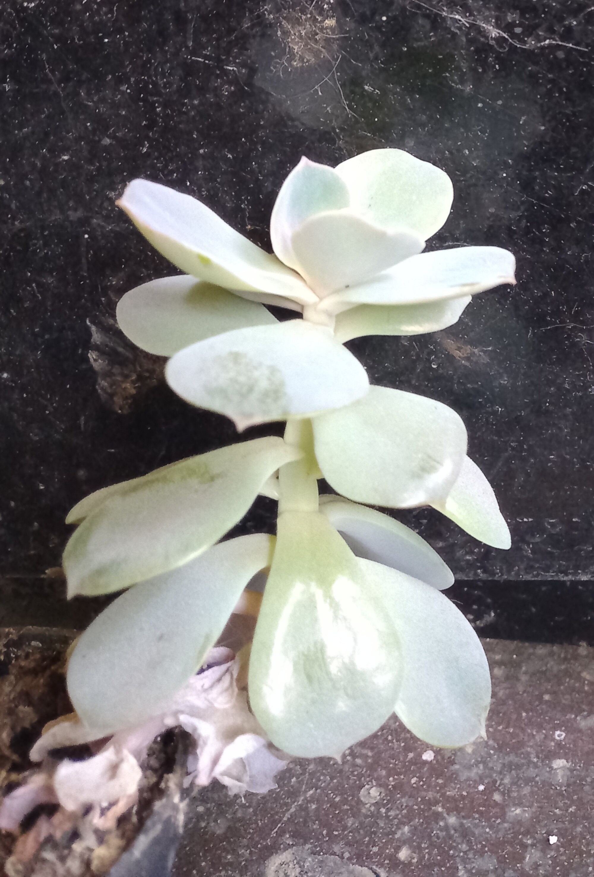 Echeveria Gibbiflora