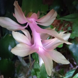 Peut inclure: Gros plan sur une fleur rose et crème à multiples pétales. La fleur a un centre rose vif et est entourée d'un feuillage vert. Les pétales ont un aspect délicat et superposé.