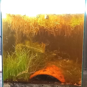 May include: A rectangular glass aquarium filled with amber-tinted water, featuring a dense cluster of bright green aquatic grass on the left, a curved orange ceramic cave on the bottom, and floating plants with long roots hanging from the surface.