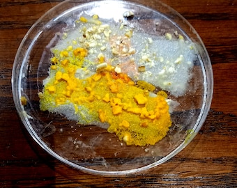 Lot de 3 Sclérotes de blob jaune de France (Auvergne)