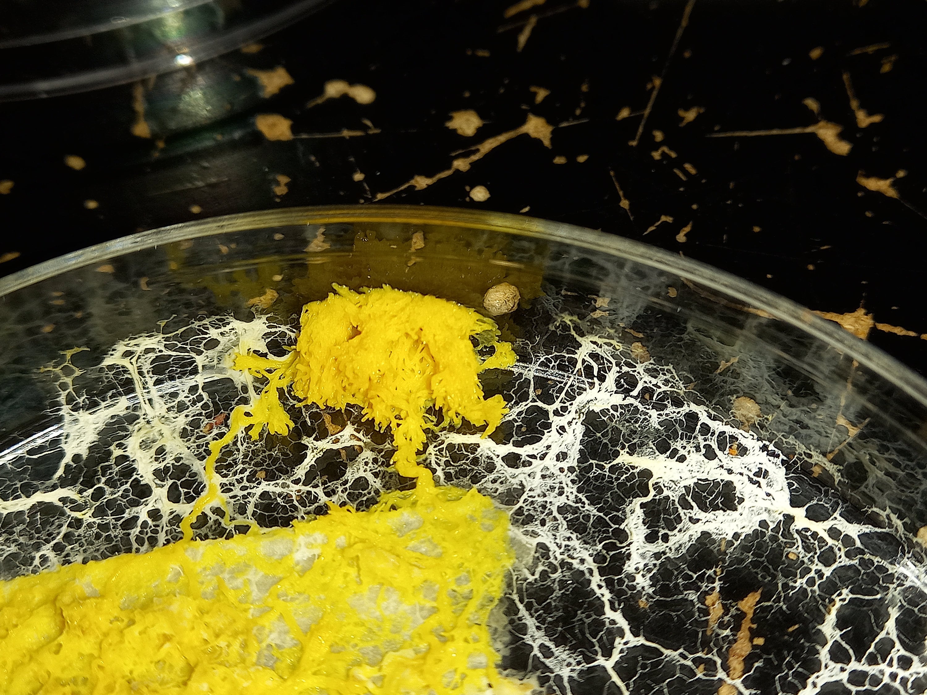 Lot de 3 Sclérotes Blob Jaune Japonais | Koro