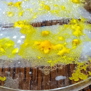 Puede incluir: Una placa de Petri con un moho amarillo creciendo en su interior. El moho tiene una textura de encaje y está rodeado de un líquido blanco.