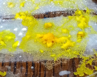 Set van 3 Duitse gele blob (Haber) sclerotia