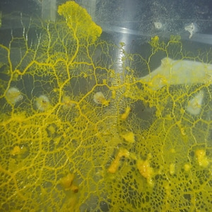 Peut inclure: Gros plan sur un champignon mucilagineux jaune poussant dans un récipient en plastique transparent. Le champignon a une texture délicate et dentelée et semble être en train de fructifier.