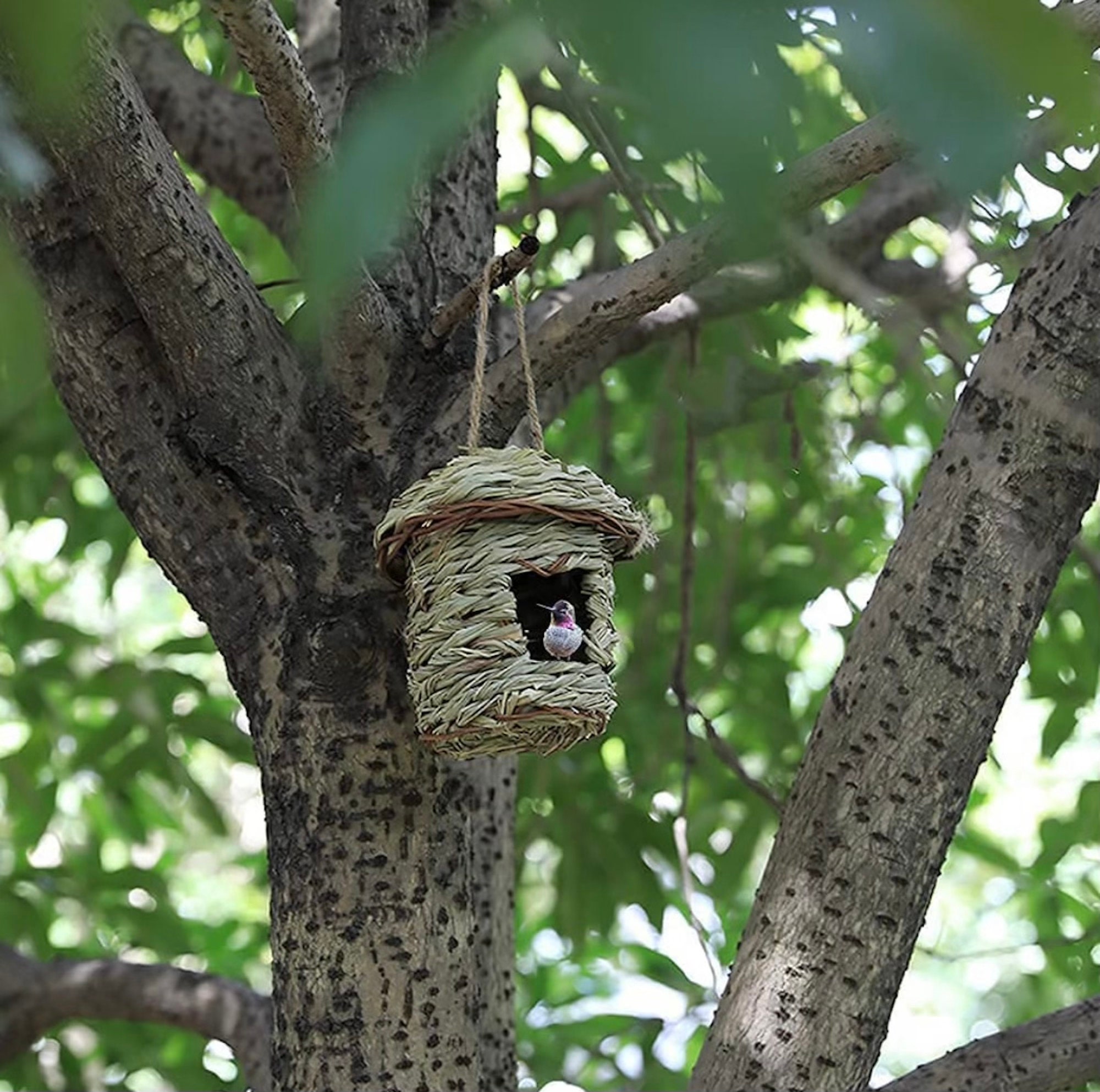 Acheter Maison à colibris avec lanière en herbe tissée à la main, lieu de  repos suspendu en plein air, cabane à oiseaux naturelle, fournitures d' extérieur