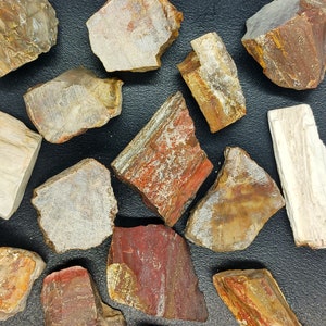 Puede incluir: Una colección de 12 piezas de madera petrificada pulida en varios tonos de marrón, rojo y blanco. Las piezas tienen formas irregulares y una textura natural y orgánica.
