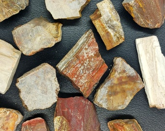 木化石 B20 珪化木