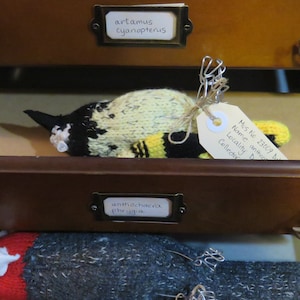 Regent Honeyeater knitted museum specimen
