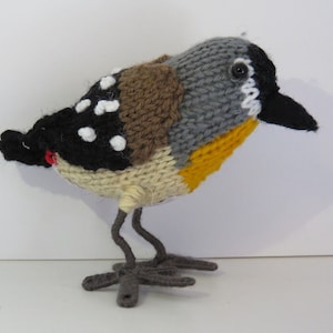 Gestrickte Australier gefleckte Pardalote Vogel Ureinwohner