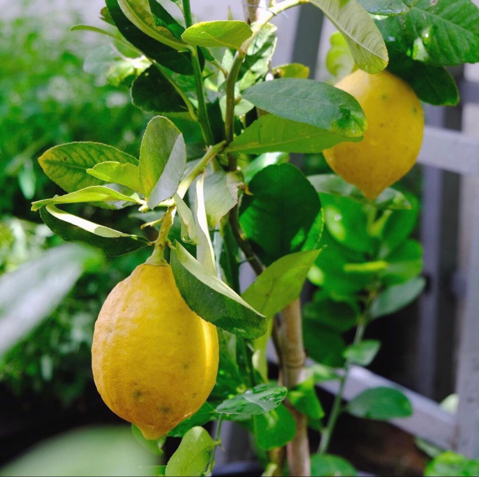 MEYER Lemon Tree_ 45 Foot Tallmeyer Lemon Tree Plant Etsy