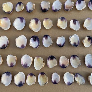 May include: A display of small, white seashells with purple and yellow hues. The shells are arranged in rows on a neutral background, highlighting their natural textures and colours. Perfect for crafts or seaside-themed decorations.