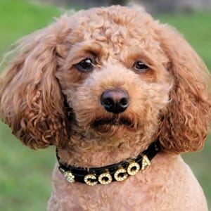 Personalized Dog Pet Collar Customized Name Bling Charm