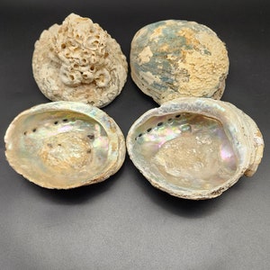Abalone Shells **LARGE** Lot of 4