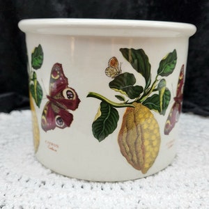 Portmeireon Cistus Ladaniferus Planter 5.5&quot;