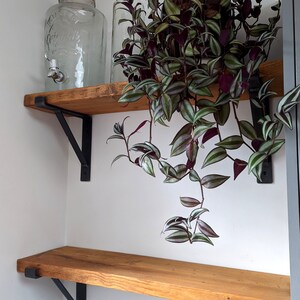 May include: Two wooden shelves with black metal brackets, mounted on a white wall. A potted plant with green and purple leaves hangs over the top shelf. A clear glass jar with a spigot sits on the top shelf.