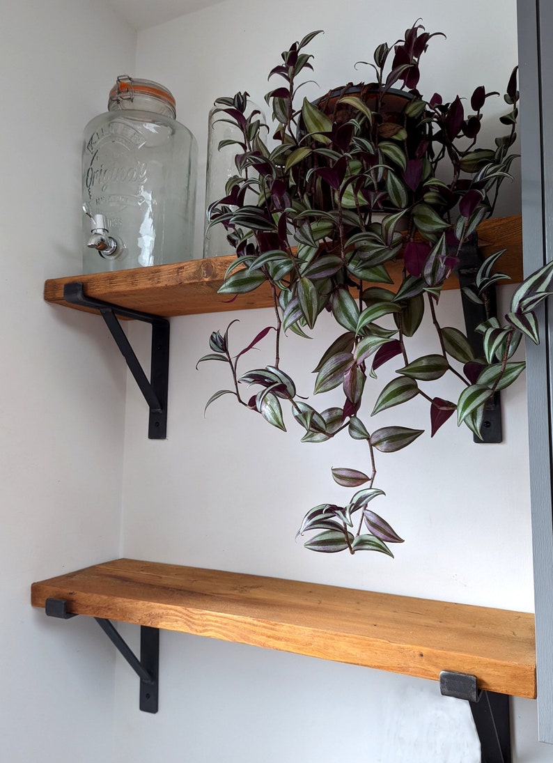 May include: Two wooden shelves with black metal brackets, mounted on a white wall. A potted plant with green and purple leaves hangs over the top shelf. A clear glass jar with a spigot sits on the top shelf.