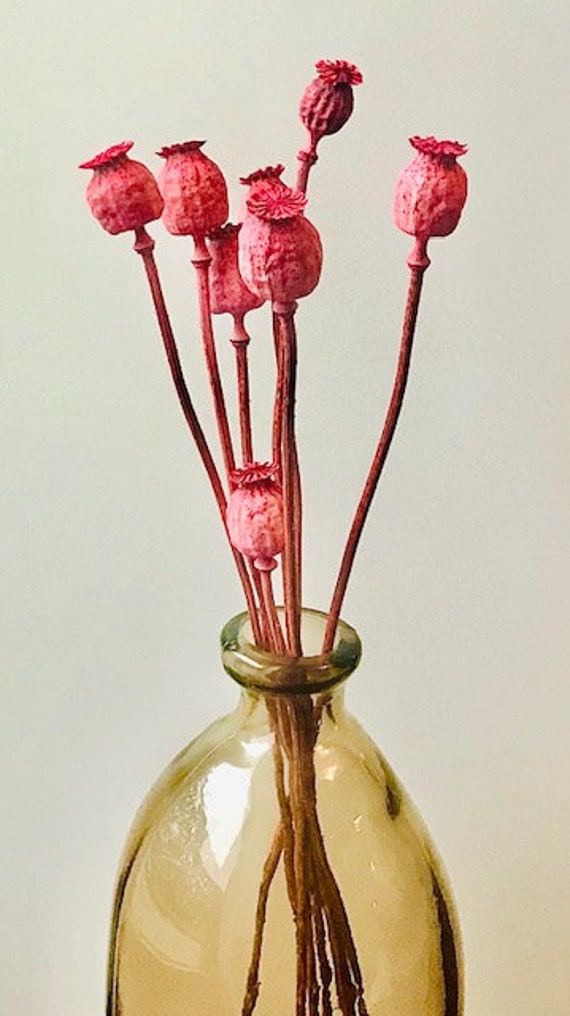 Pavot Rose, Fleurs, Fleurs Séchées, Diy, Décoration Maison, Déco, Cadeau, Femme, Elle, Anniversaire,