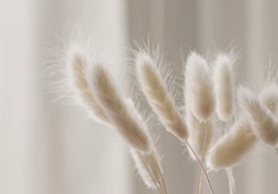 Fleurs Séchées, Bouquet de Lagurus Blanches Séchées