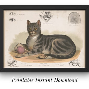Cat Artwork, Vintage Illustration Print, Scientific Classification Poster, PRINTABLE Digital Files