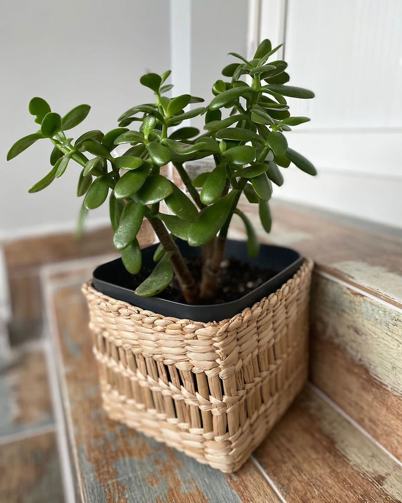 Rustic Handwoven Wicker Basket Planter Natural Rattan Plant Holder for Indoors Model1