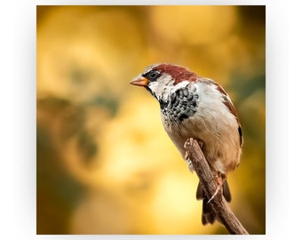 Spatz als Wandbild / Wandbild mit Vogelmotiv / mit Magnethalterung / in 2 Größen / Stärke 5 mm / ohne Bohren