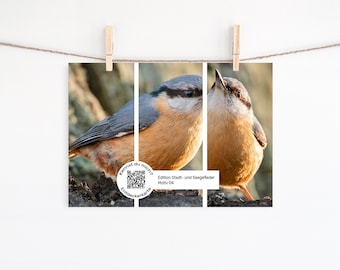 Postkarte Kleiber / Entdeckerkarte / Kinderkarte / Vogelkarte / Tierkarte / Geburtstagskarte / Karte für Naturfans