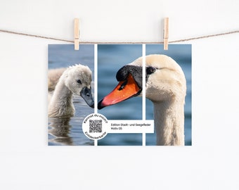 Postkarte Höckerschwan / Entdeckerkarte / Kinderkarte / Vogelkarte / Tierkarte / Geburtstagskarte / Karte für Naturfans