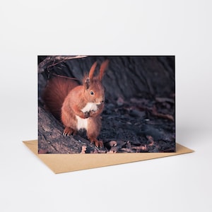 Könnte beinhalten: Ein rotes Eichhörnchen mit weißem Bauch sitzt auf einem Baumstamm in einem Wald. Das Eichhörnchen schaut in die Kamera.