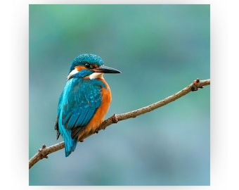 Eisvogel als Wandbild / Wandbild mit Vogelmotiv / mit Magnethalterung / in 2 Größen / Stärke 5 mm / ohne Bohren / Natur