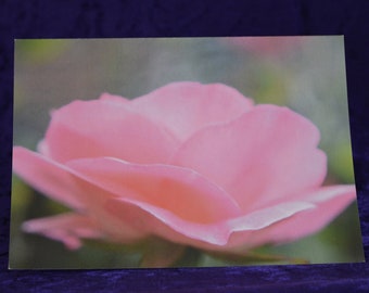 Pink Rose Greetings card