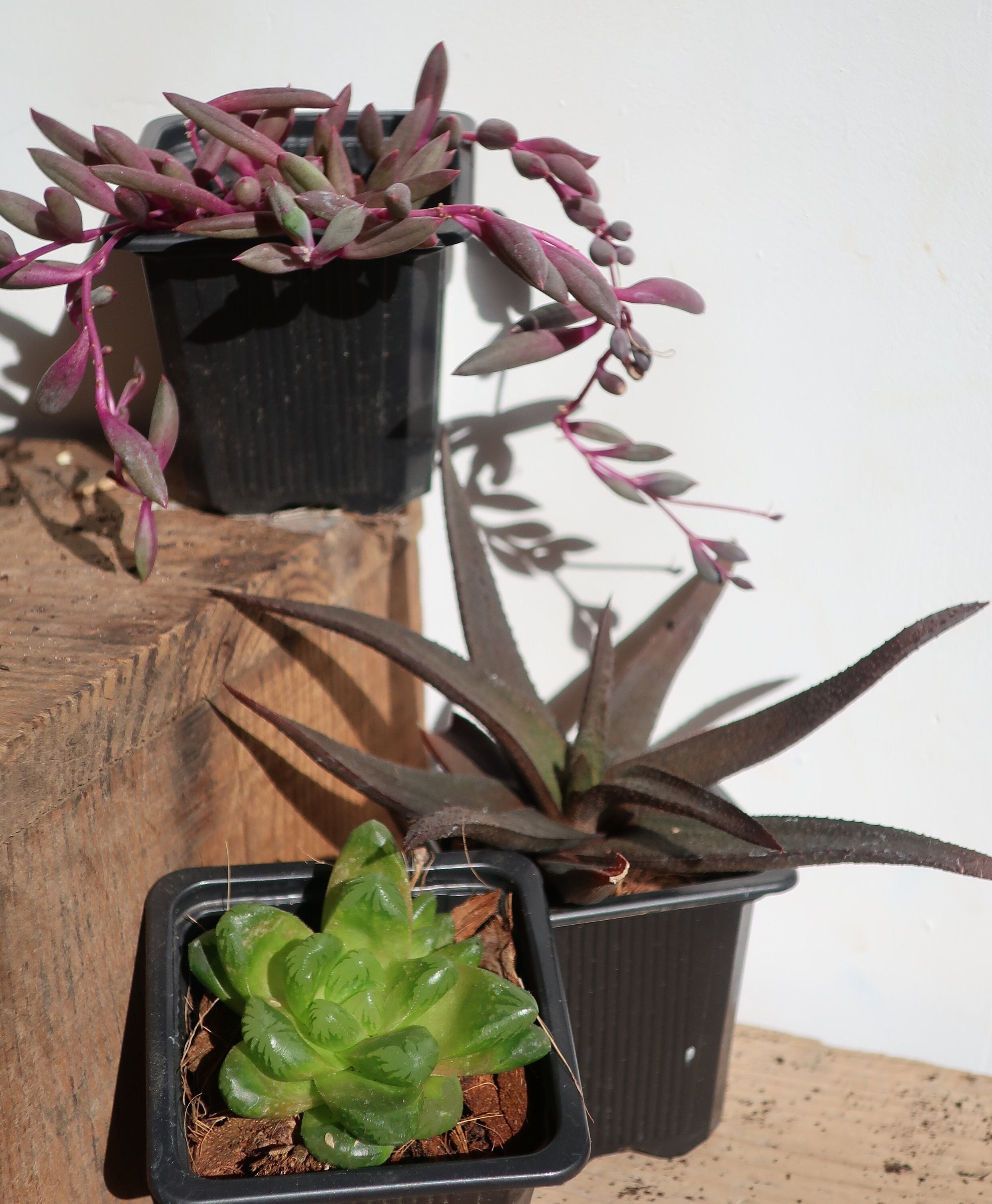 Lot Plantes Grasses Succulentes Haworthia Cymbiformis , Limifolia et Senecio Herreianus Purple Flush