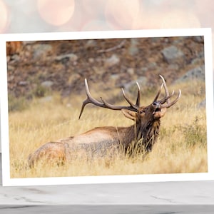 May include: A large bull elk with a large rack of antlers lies in a field of tall grass. The elk is looking up and bugling, with its mouth open.