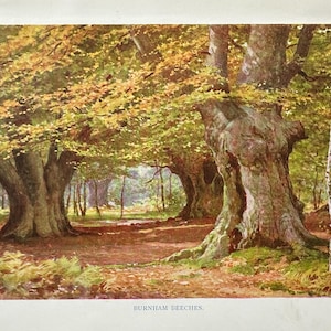 Buckinghamshire Burnham Beeches Vintage Print Watercolour Painting Art Antique Artwork English Country Woodland Landscape Picture