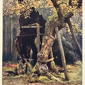 Può includere: Un grande albero vecchio con un grande buco nel suo tronco. L'albero è sostenuto da travi di legno e una fascia di metallo. L'albero è circondato da erba verde e terra marrone.