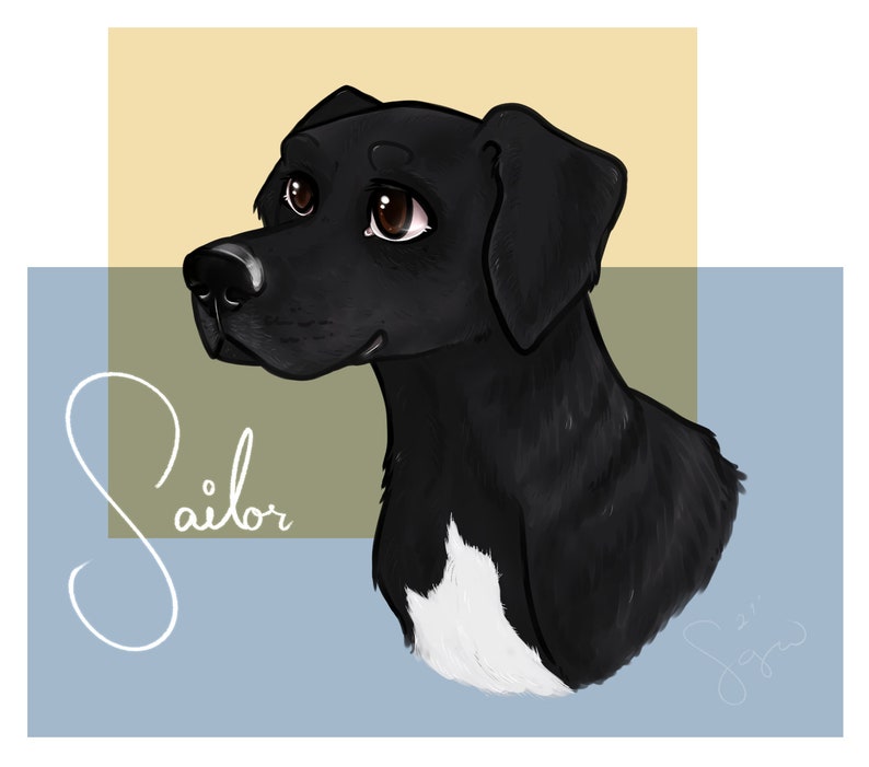 May include: A digital illustration of a black dog with a white patch on its chest. The dog has large brown eyes and is looking to the left. The dog's name, "Sailor", is written in cursive in the lower left corner of the image.
