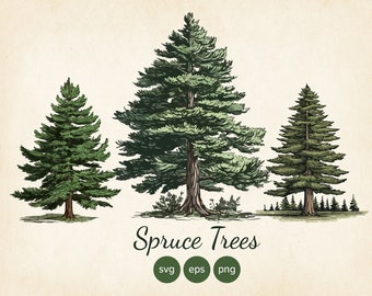 3 Spruce, Pine, Fir Tree SVG Clipart, Botanical Tree Pack, Tree Vector, Vintage Pine, Vintage Spruce EPS, POD, Sublimation Commercial Use