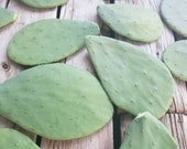 3 Prickly Pear Cactus Pads OPUNTIA CACANAPA 39 ELLISIANA Reptile Food Landscaping Home Decor House Plants