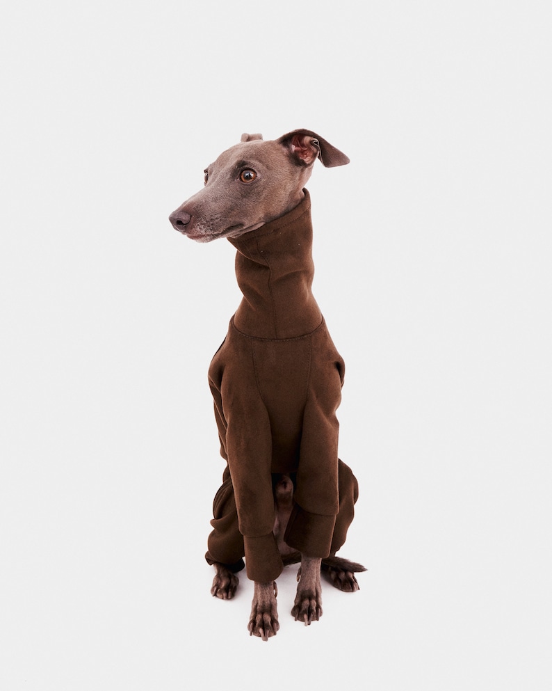 May include: A grey Italian Greyhound dog wearing a brown turtleneck sweater. The dog is sitting on a white background.