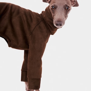 May include: A grey Italian Greyhound dog wearing a brown turtleneck sweater. The dog is standing on a white background and looking directly at the camera.