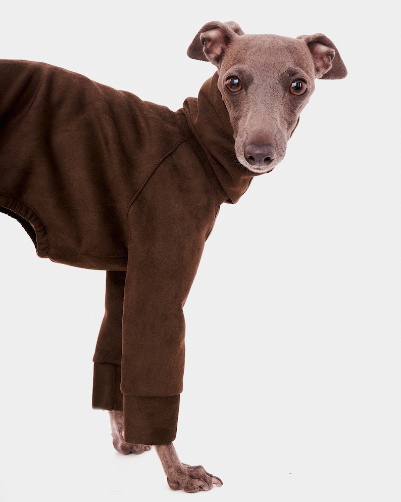 May include: A grey Italian Greyhound dog wearing a brown turtleneck sweater. The dog is standing on a white background and looking directly at the camera.